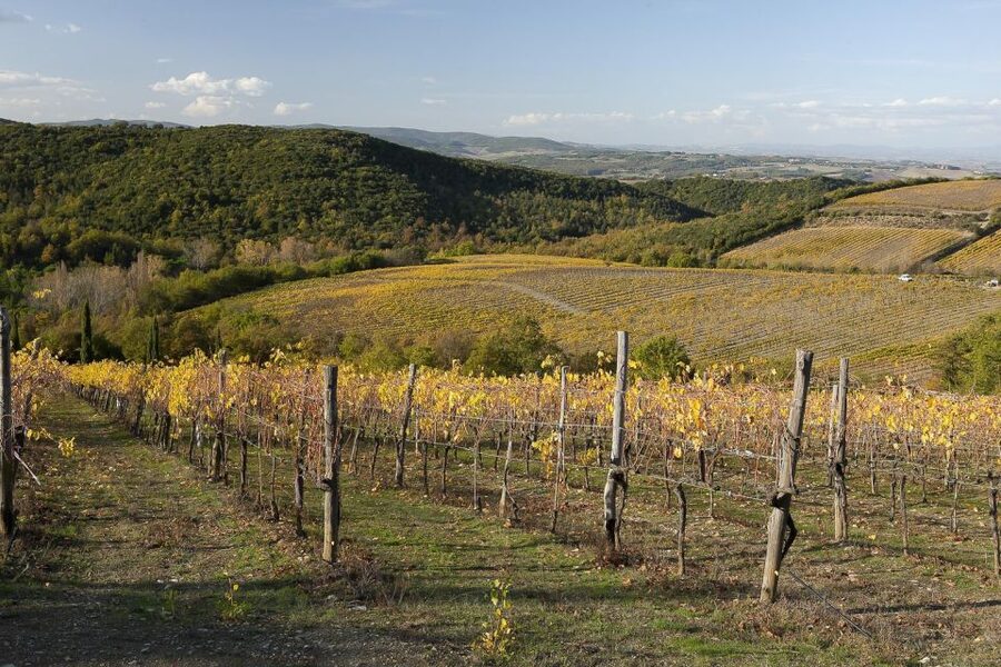 From Siena: Brunello di Montalcino Guided Wine Tour W/ Lunch - A family-run winery lunch