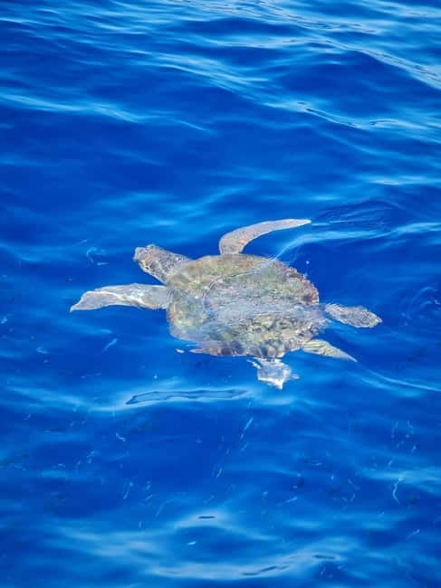 From Sorrento: Capri Boat Tour with Blue Grotto Visit - The Faraglioni Rocks are the visual high point