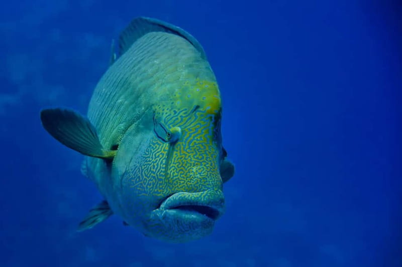 Gardaland SEA LIFE Aquarium: Open Date Entry Ticket - Timing, queues, and the best way to arrive