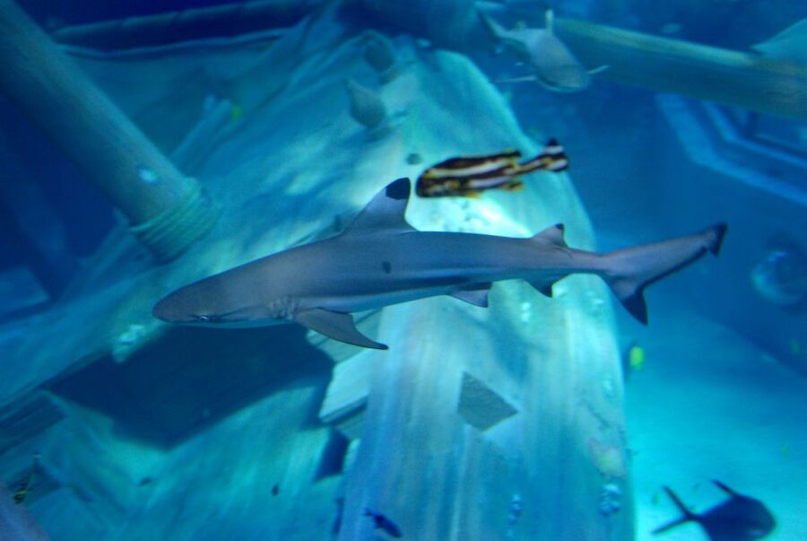 Gardaland SEA LIFE Aquarium: Open Date Entry Ticket - Who will enjoy this aquarium most?