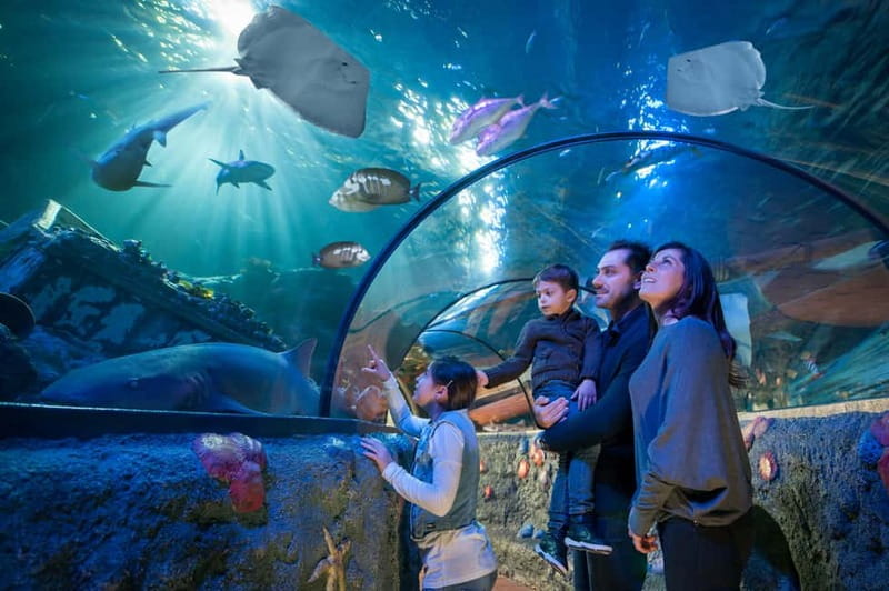 Gardaland SEA LIFE Aquarium: Open Date Entry Ticket - Themed tanks from freshwater to open ocean
