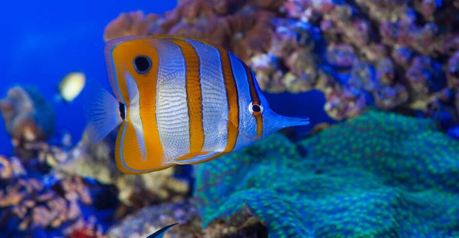 Genoa: Aquarium & Christopher Columbus' House Entry Tickets - Why the aquarium suits families