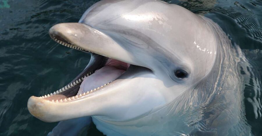 Genoa: Aquarium of Genoa & City of Children and Youth Ticket - Starting at the City of Children and Youth