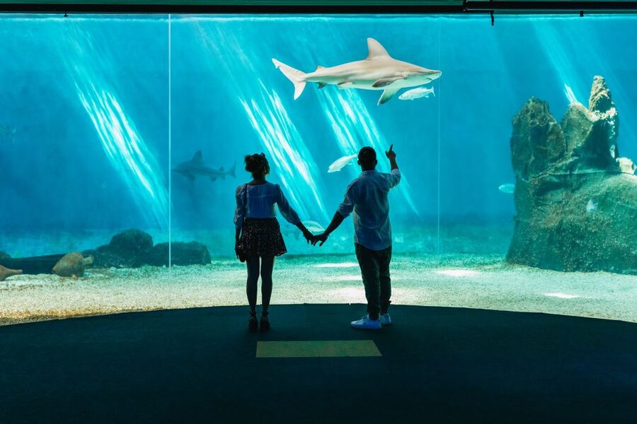 Genoa: Aquarium of Genoa Entry Ticket - Should you book the Aquarium of Genoa?