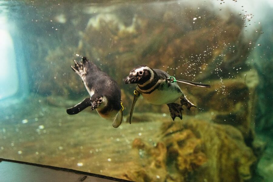 Genoa: Aquarium of Genoa Entry Ticket - The Cetacean Pavilion and its four dolphin pools