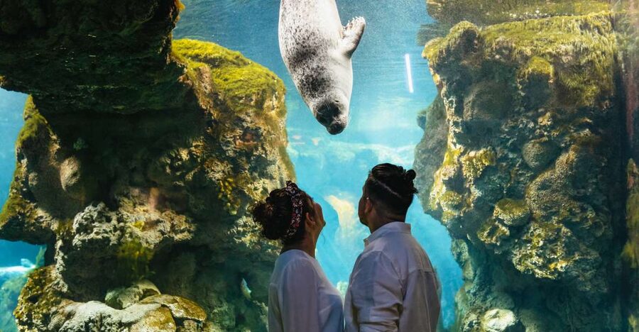 Genoa: Aquarium of Genoa Entry Ticket - Food choices, from Genoese focaccia to ice cream