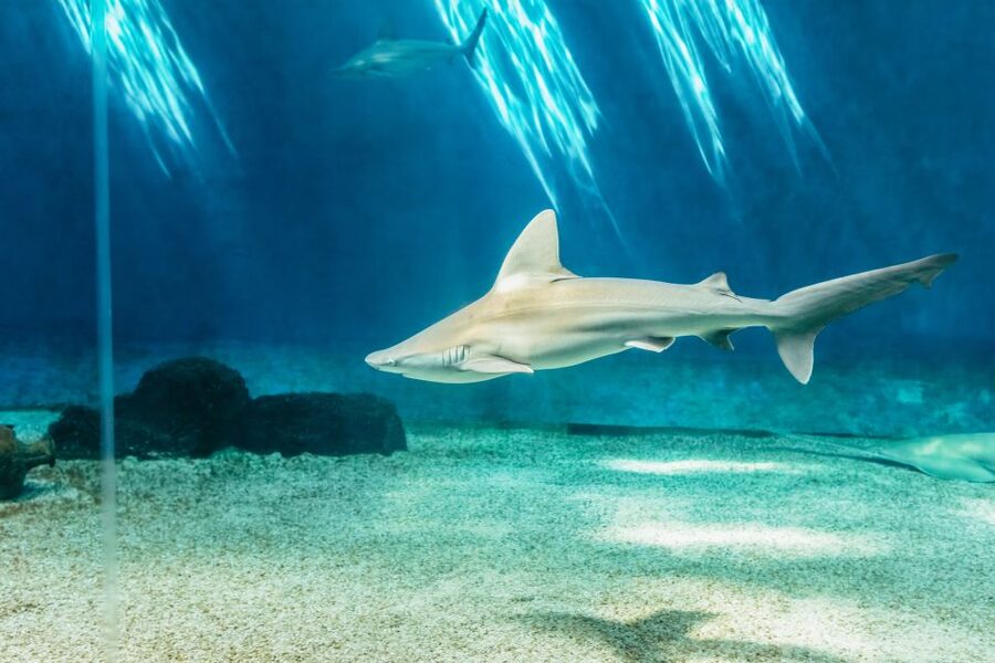 Genoa: Aquarium of Genoa Entry Ticket - Is the $35 ticket good value?