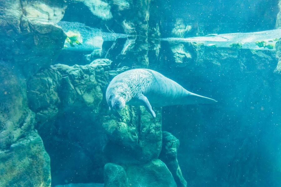 Genoa: Aquarium of Genoa Entry Ticket - Best for families, rainy days, and curious adults