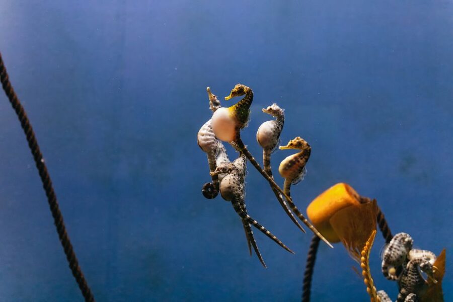 Genoa: Aquarium of Genoa Entry Ticket - Practical tips before you book
