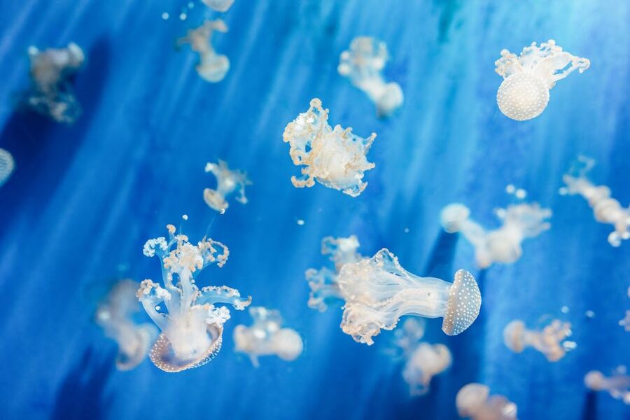 Genoa: Aquarium of Genoa Entry Ticket - A route packed with sharks, penguins, and jellyfish