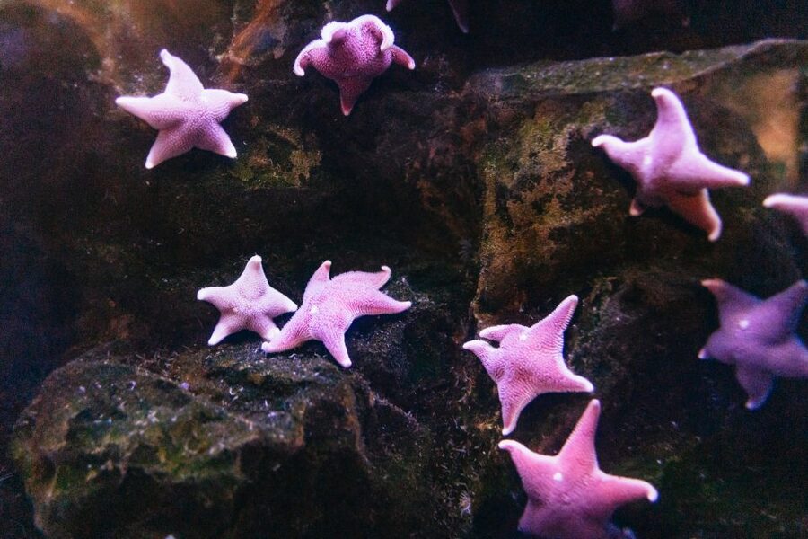 Genoa: Aquarium of Genoa with Lunch - Key points to know before you go