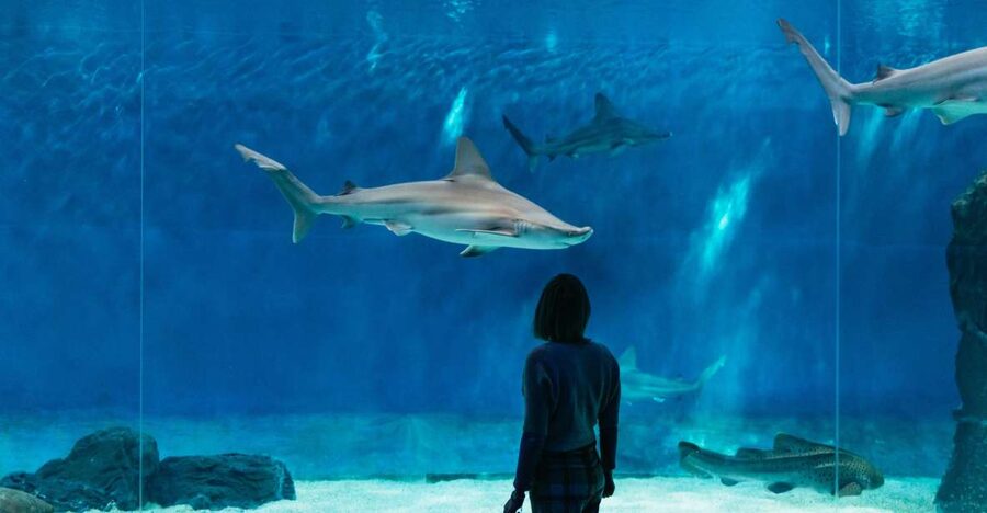 Genoa: Aquarium of Genoa with Lunch - Should you book it?