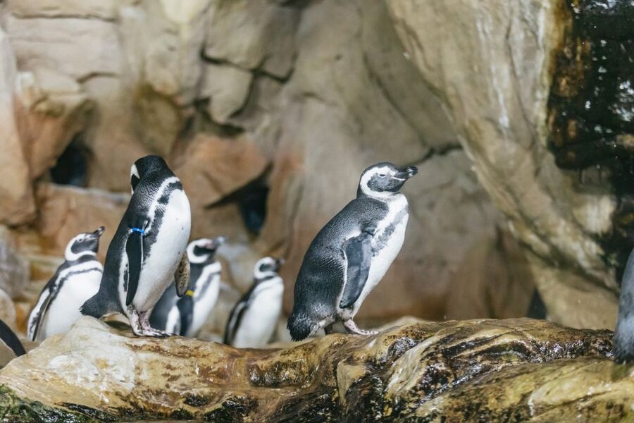Genoa: Aquarium of Genoa with Lunch - Genoa Aquarium, from port landmark to sea-life collection