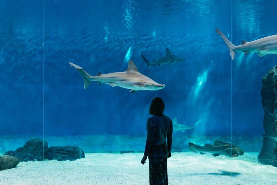 Genoa: Aquarium of Genoa with Lunch - Why the themed route matters