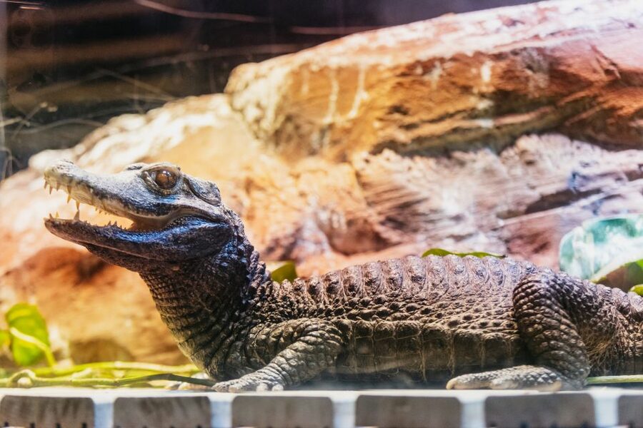 Genoa: Aquarium of Genoa with Lunch - Is $42 good value?