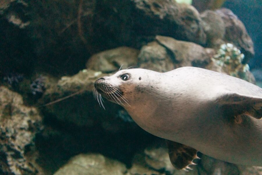Genoa: Aquarium of Genoa with Lunch - Accessibility and practical limits