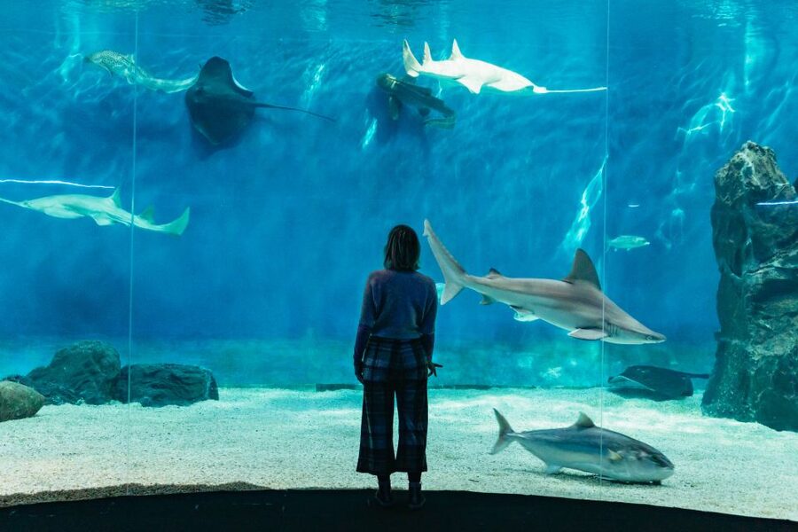 Genoa: Aquarium of Genoa with Lunch - What you see inside the aquarium