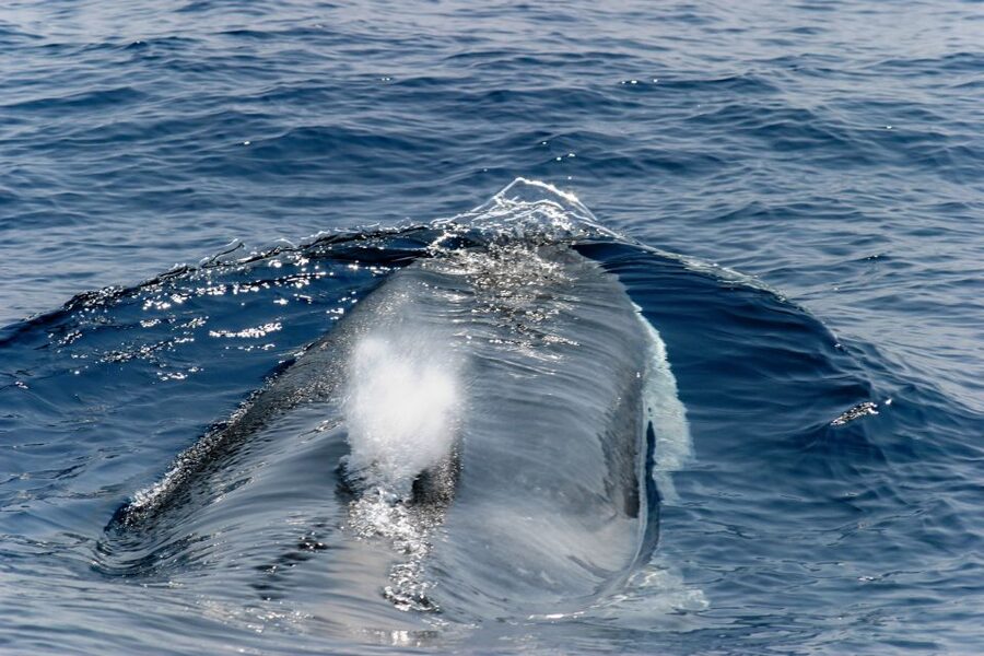 Genoa: Cetacean Watching Cruise with Marine Biologist Guide - Key points to know before boarding
