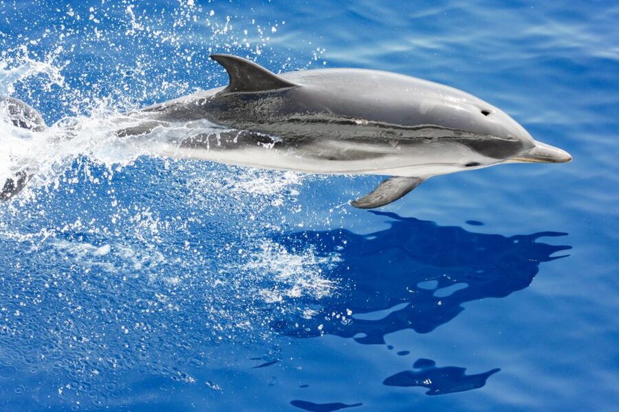 Genoa: Cetacean Watching Cruise with Marine Biologist Guide - Four and a half hours in open water