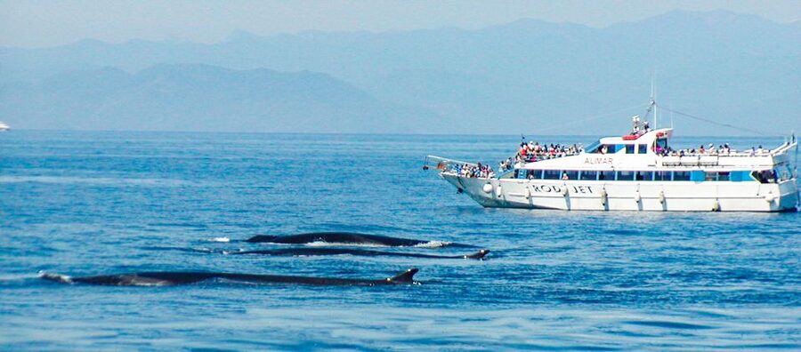 Genoa: Cetacean Watching Cruise with Marine Biologist Guide - Booking advice and cancellation flexibility