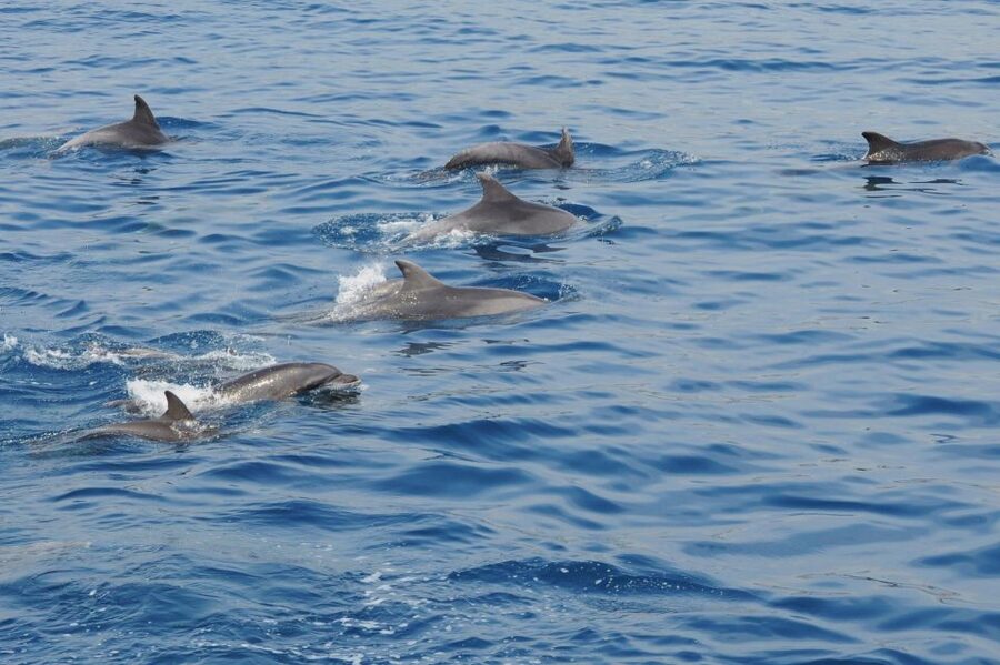 Genoa: Pelagos Sanctuary Whale Watching Cruise - Leaving Genoa for the Pelagos Sanctuary