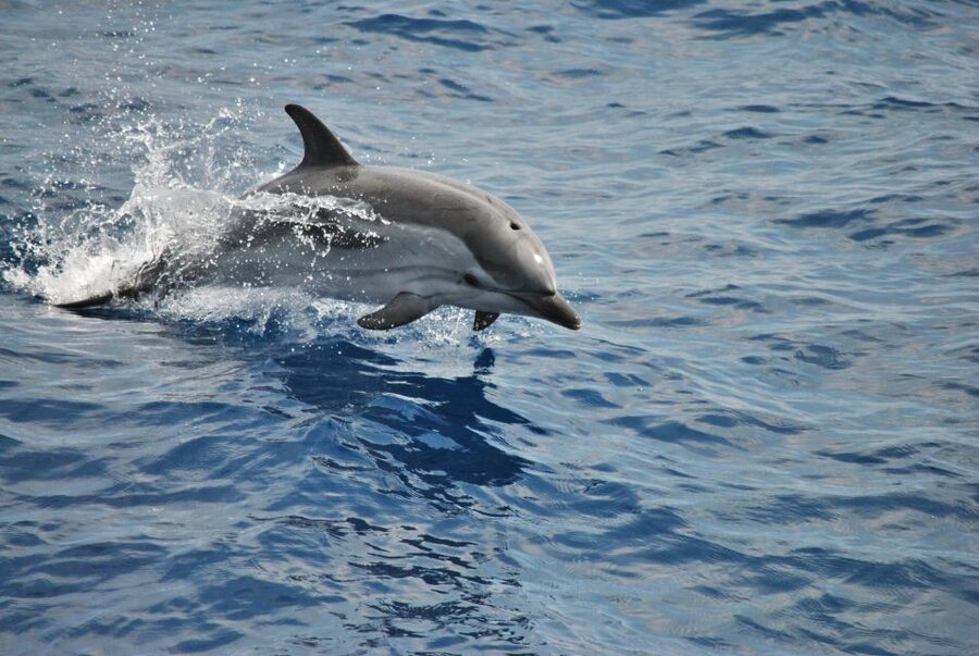 Genoa: Pelagos Sanctuary Whale Watching Cruise - A guide who explains the animals, not just the sightings