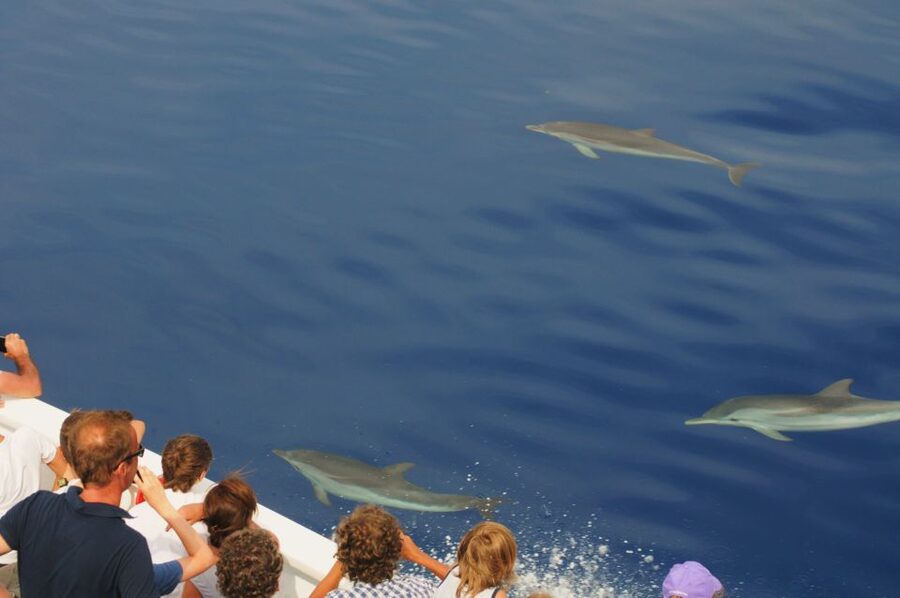Genoa: Pelagos Sanctuary Whale Watching Cruise - Picking the best time to go
