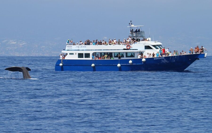 Genoa: Pelagos Sanctuary Whale Watching Cruise - Is $51 good value?