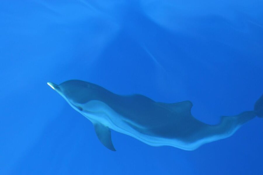 Genoa: Pelagos Sanctuary Whale Watching Cruise - Who will enjoy this cruise most