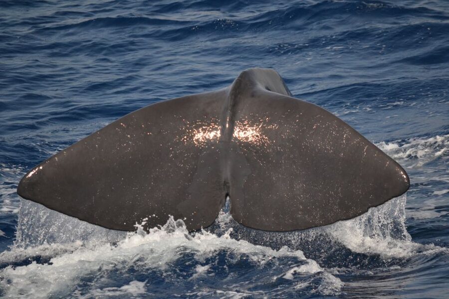Genoa: Pelagos Sanctuary Whale Watching Cruise - What you might see beyond whales