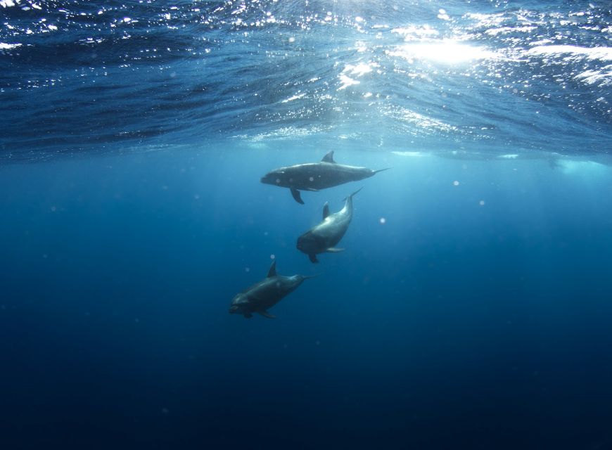 Golfo Aranci: Dolphin Watching and Snorkeling Boat Tour - A Wild Dolphin Encounter off Cape Figari