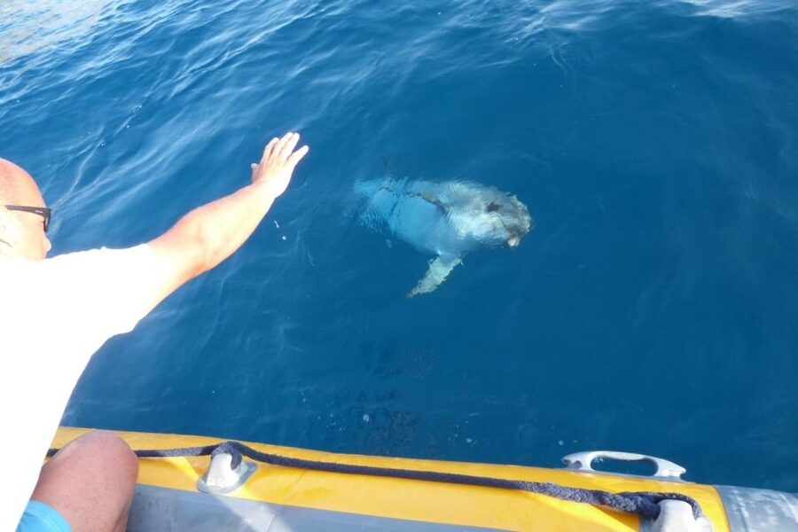 Golfo Aranci: Dolphin Watching and Snorkeling Boat Tour - Meeting Point and What to Bring