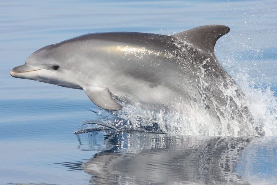 Golfo Aranci: Eco-Friendly Dolphin Watching Boat Trip - Key points at a glance