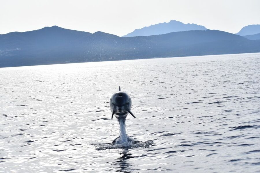 Golfo Aranci: Eco-Friendly Dolphin Watching Boat Trip - Setting out from Golfo Aranci toward Figarolo