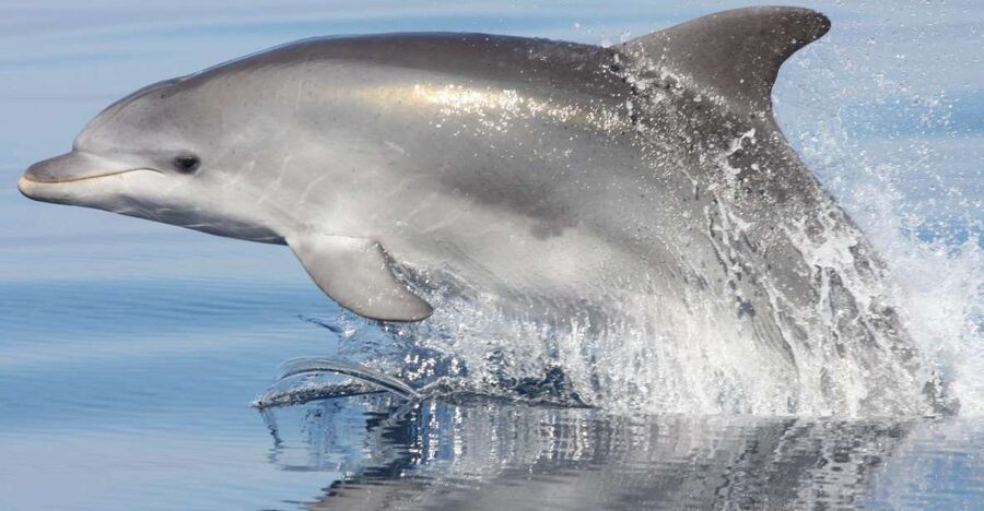Golfo Aranci: Eco-Friendly Dolphin Watching Boat Trip - What the 1.5-hour trip feels like