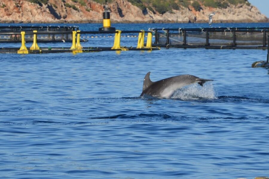 Golfo Aranci: Eco-Friendly Dolphin Watching Boat Trip - A responsible way to watch wild dolphins