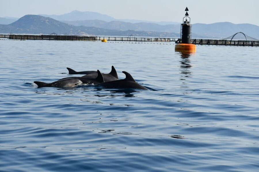 Golfo Aranci: Eco-Friendly Dolphin Watching Boat Trip - The views are part of the value