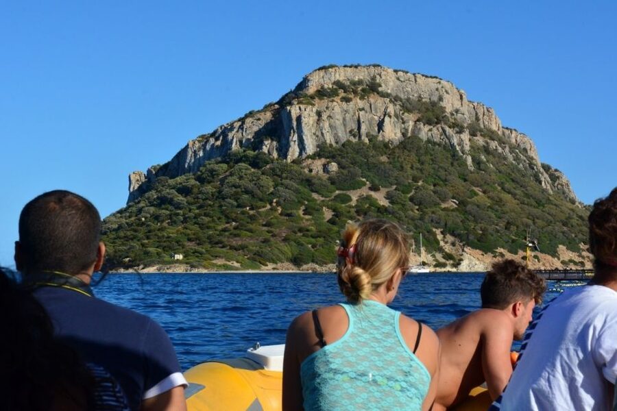 Golfo Aranci: Eco-Friendly Dolphin Watching Boat Trip - Why dolphins gather near the fish farm