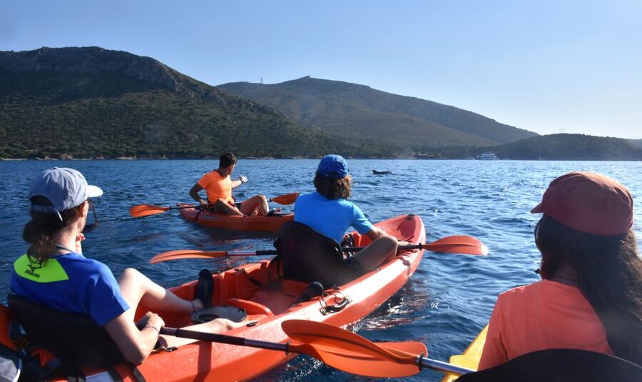 Golfo Aranci: Kayak Tour with Dolphins and Aperitif - Snorkeling among fish and sea urchins