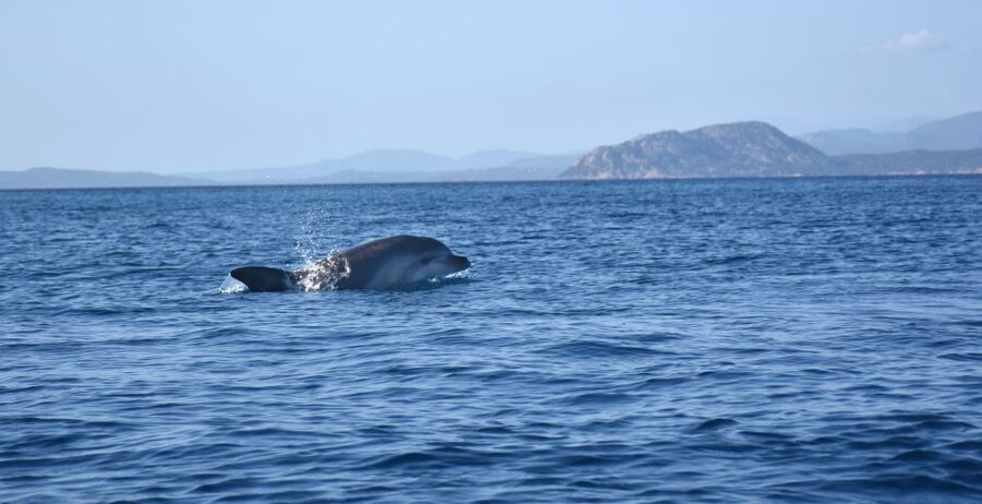 Golfo Aranci: Kayak Tour with Dolphins and Aperitif - Searching for dolphins near the fish farm