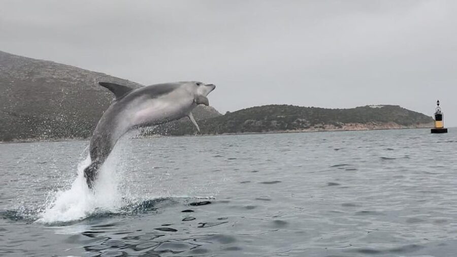 Golfo Aranci: Small group Kayak tour with Aperitif &dolphins - The dolphin search near the fish farm