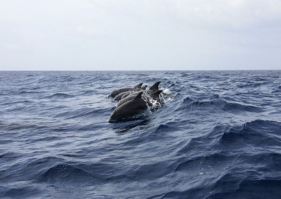 Golfo Aranci: Tavolara and Molara Snorkeling Dinghy Tour - Molara’s natural pools and fish-filled water