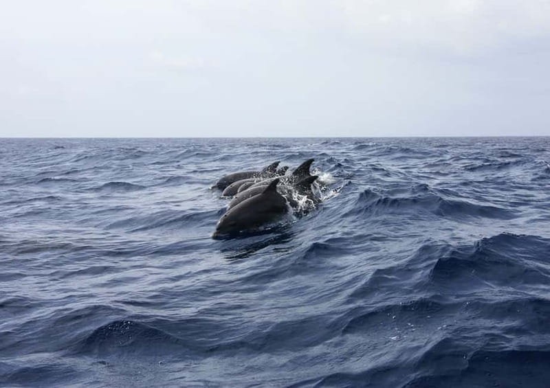 Golfo Aranci: Tavolara and Molara Snorkeling Dinghy Tour - Who should book this tour