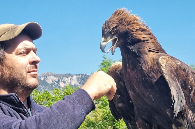 Interactive Educational Course on Birds of Prey - Key points at a glance