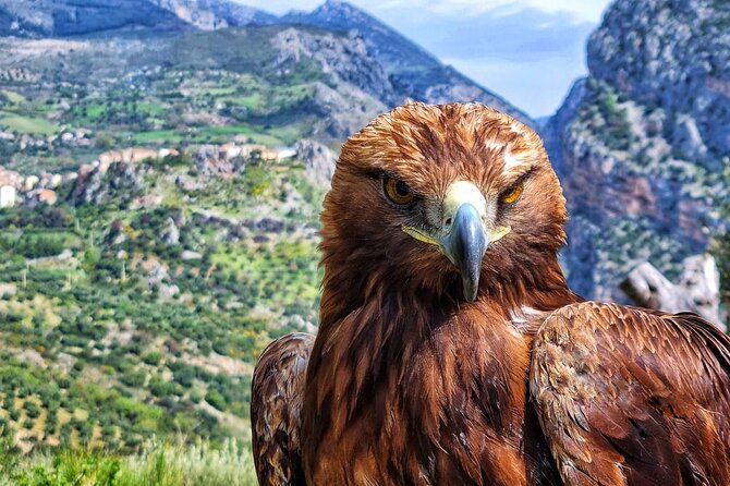 Interactive Educational Course on Birds of Prey - Meeting birds of prey near Civita