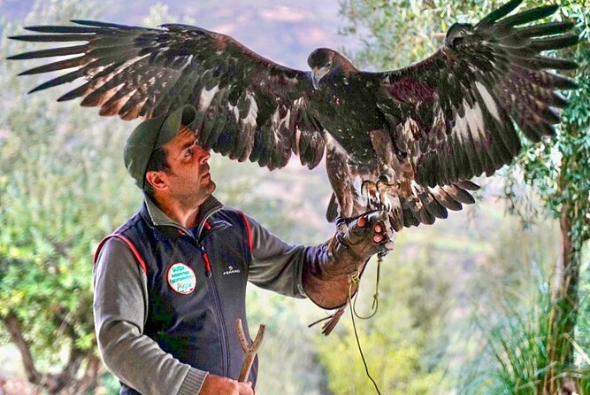 Interactive Educational Course on Birds of Prey - Is $42.34 a fair price?