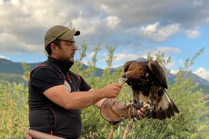 Interactive Educational Course on Birds of Prey - Who will enjoy this most?