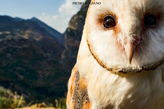 Interactive Educational Course on Birds of Prey - Roberto’s lesson in falconry and conservation