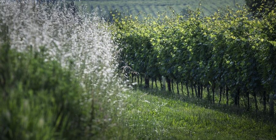 Lake Garda: Wine Tour and Tasting Experience in Bardolino - Who should book this wine tour?