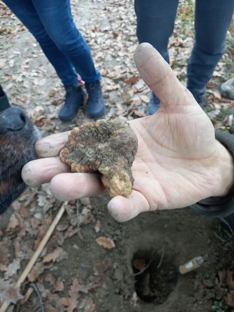 Langhe: Truffle Hunting Experience - A real truffle hunt, not a staged tasting